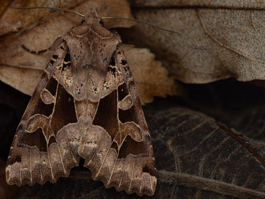 キンイロキリガ（Clavipalpula aurariae (Oberthür, 1880)）の写真