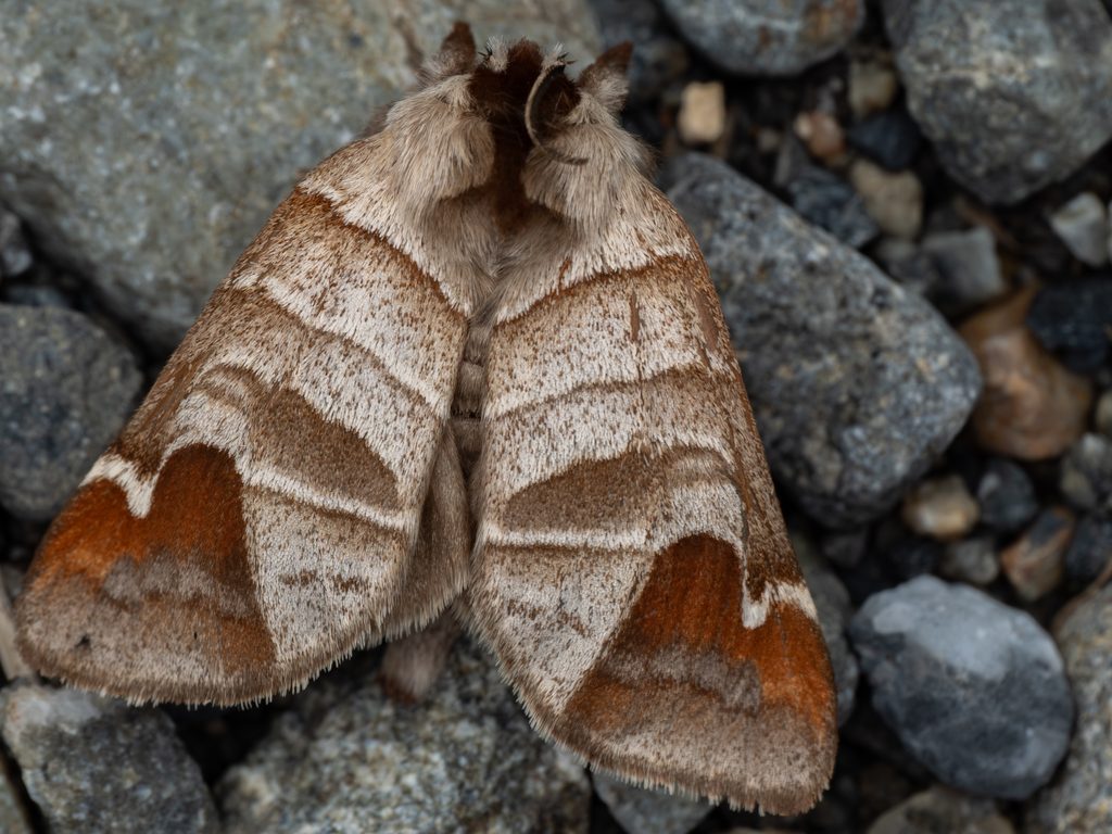 Clostera albosigma Fitch, 1856 photograph