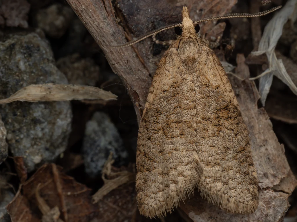Cnephasia stephensiana (Doubleday, 1850) photograph