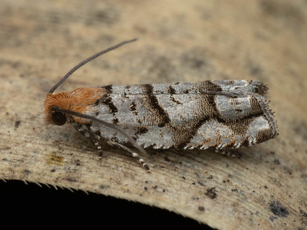 ヒノキカワモグリガ（Coenobiodes granitalis (Butler, 1881)）の写真