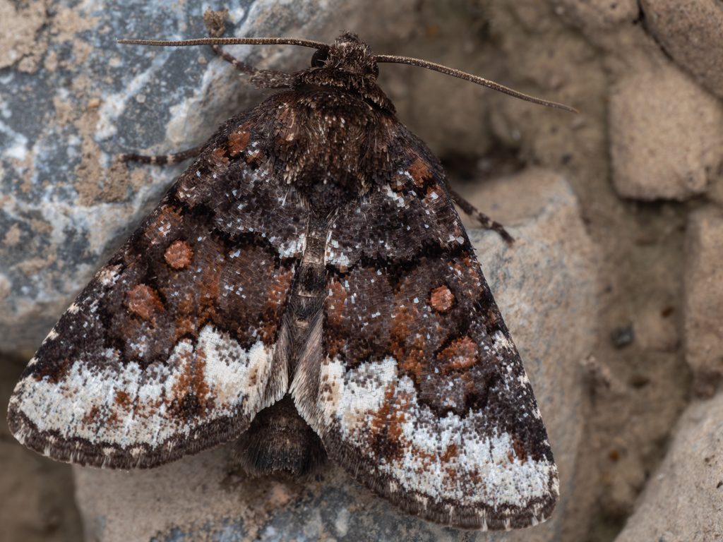 Colocasidia albifera Sugi, 1982 photograph