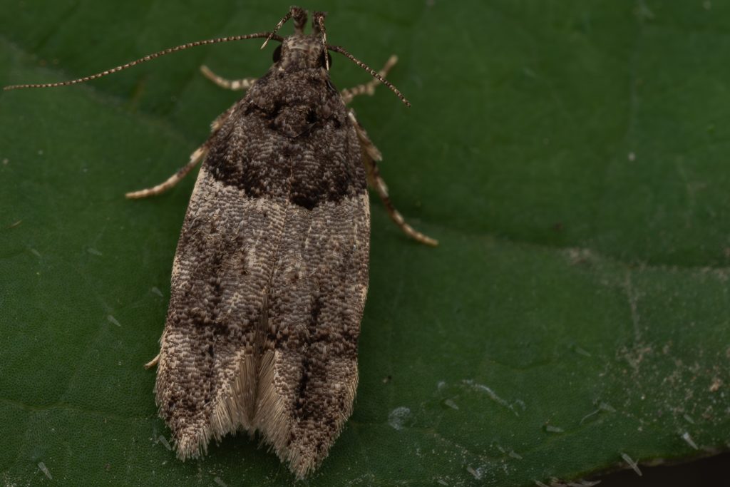 ウバメガシハマキキバガ（Concubina trigonalis Park & Ponomarenko, 2007）の写真