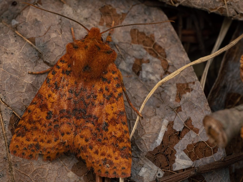 ゴマダラキリガ（Conistra castaneofasciata (Motschulsky, 1861)）の写真