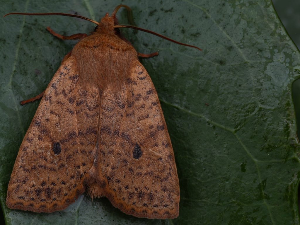 ホシオビキリガ（Conistra albipuncta (Leech, 1889)）の写真