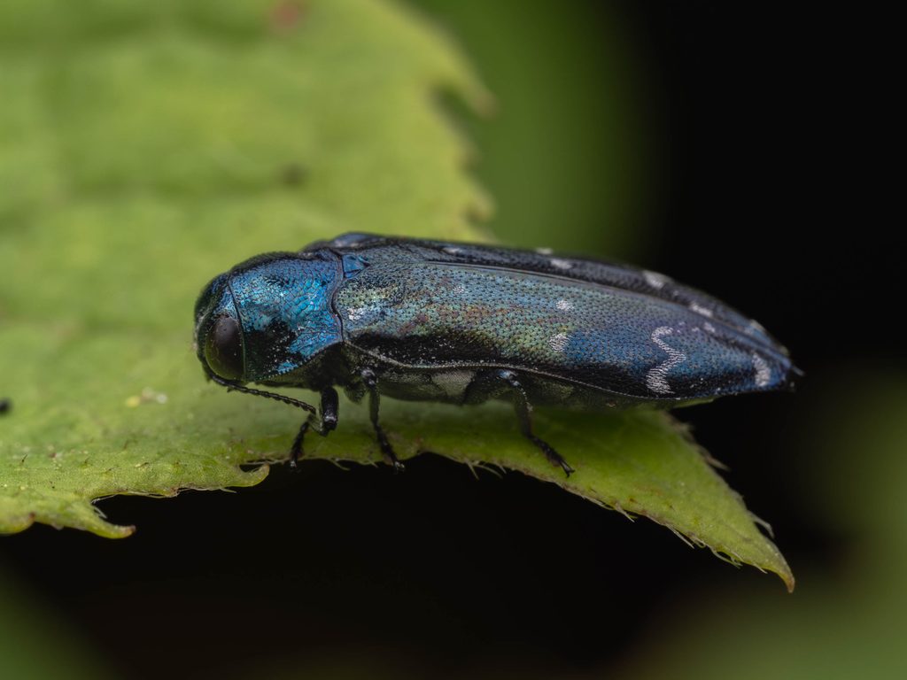 ミヤマナカボソタマムシ（Coraebus daisenesis Miwa, 1940）の写真