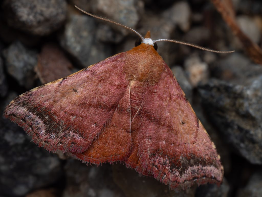 シマフコヤガ（Corgatha nitens (Butler, 1879)）の写真