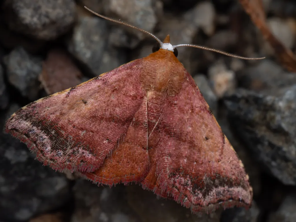 Corgatha nitens (Butler, 1879) photograph