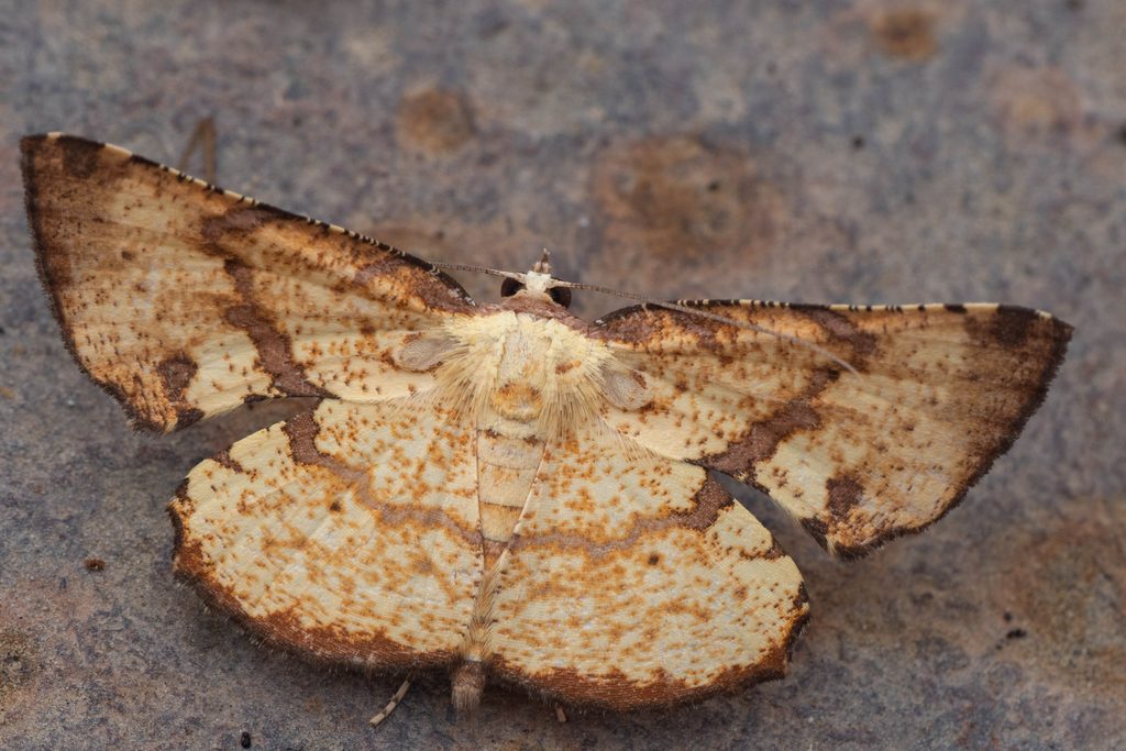 Corymica deducta (Walker, 1866) photograph