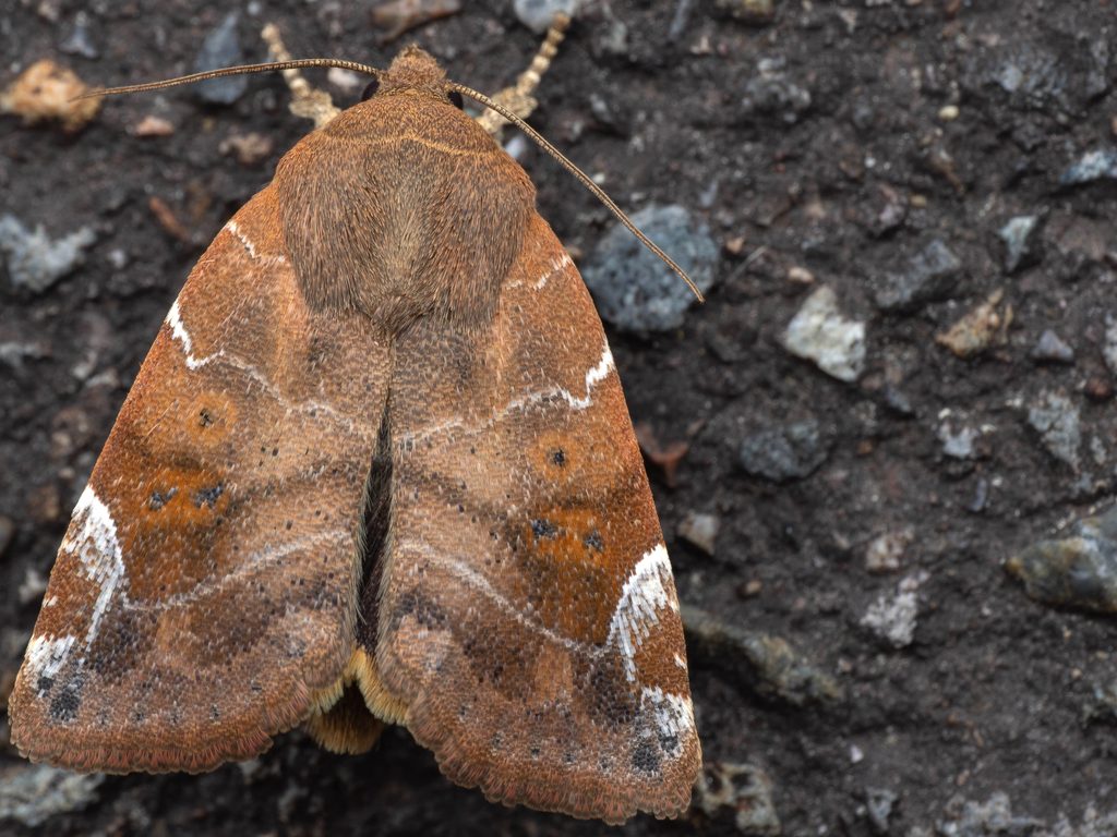 ニレキリガ（Cosmia affinis (Linnaeus, 1767)）の写真
