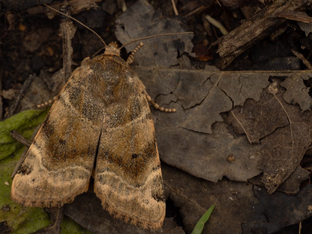 シラオビキリガ（Cosmia camptostigma (Ménétriès, 1859)）の写真