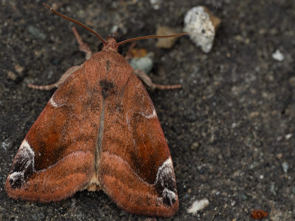 Cosmia pyralina (Denis & Schiffermüller, 1775) photograph