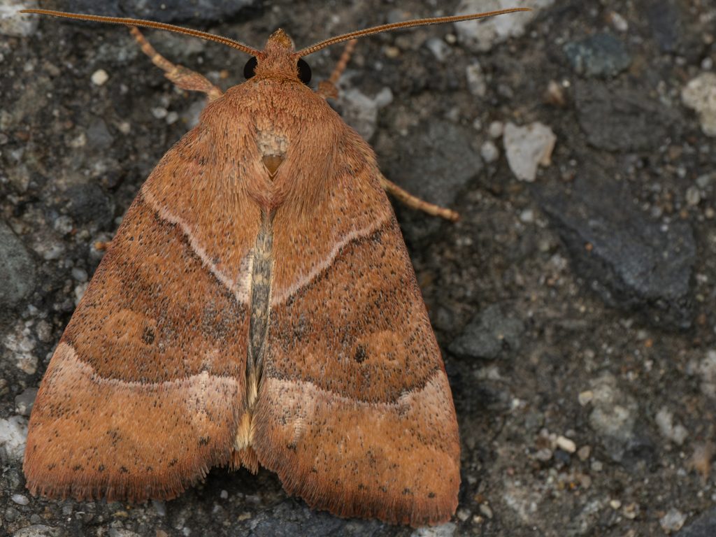 Cosmia trapezina (Linnaeus, 1758) photograph