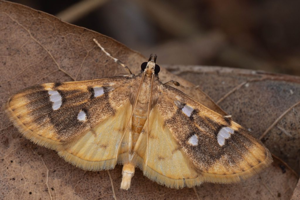 クロスカシトガリノメイガ（Cotachena alysoni Whalley, 1961）の写真