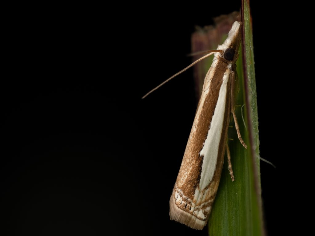 シロスジツトガ（Crambus argyrophorus Butler, 1878）の写真