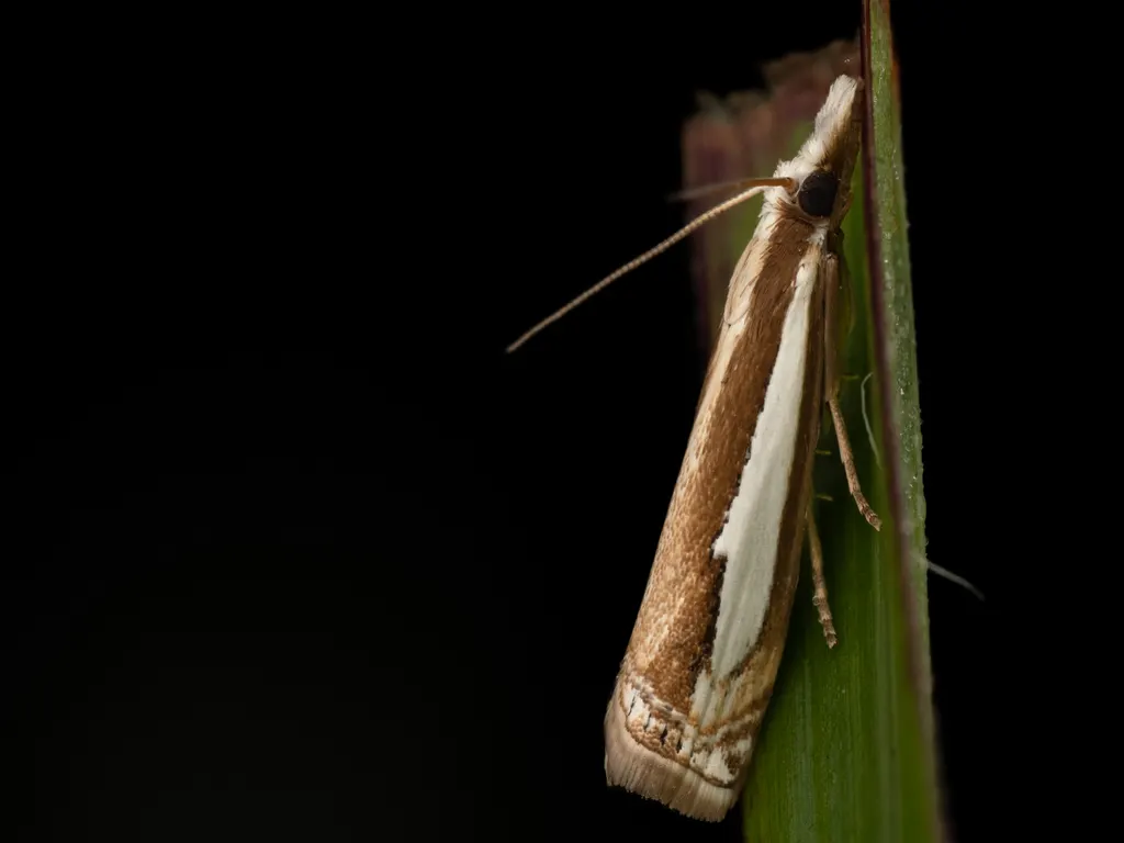 Crambus argyrophorus Butler, 1878 photograph