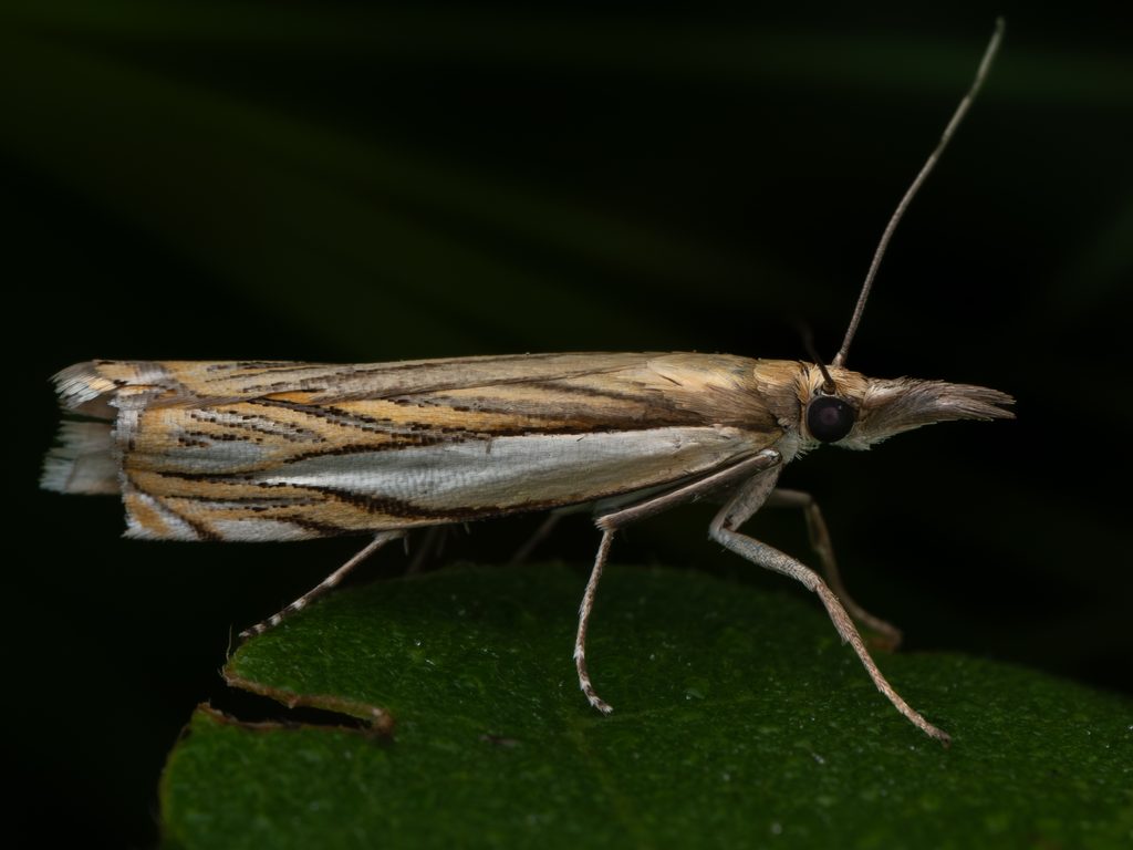 ギンスジツトガ（Crambus humidellus Zeller, 1877）の写真