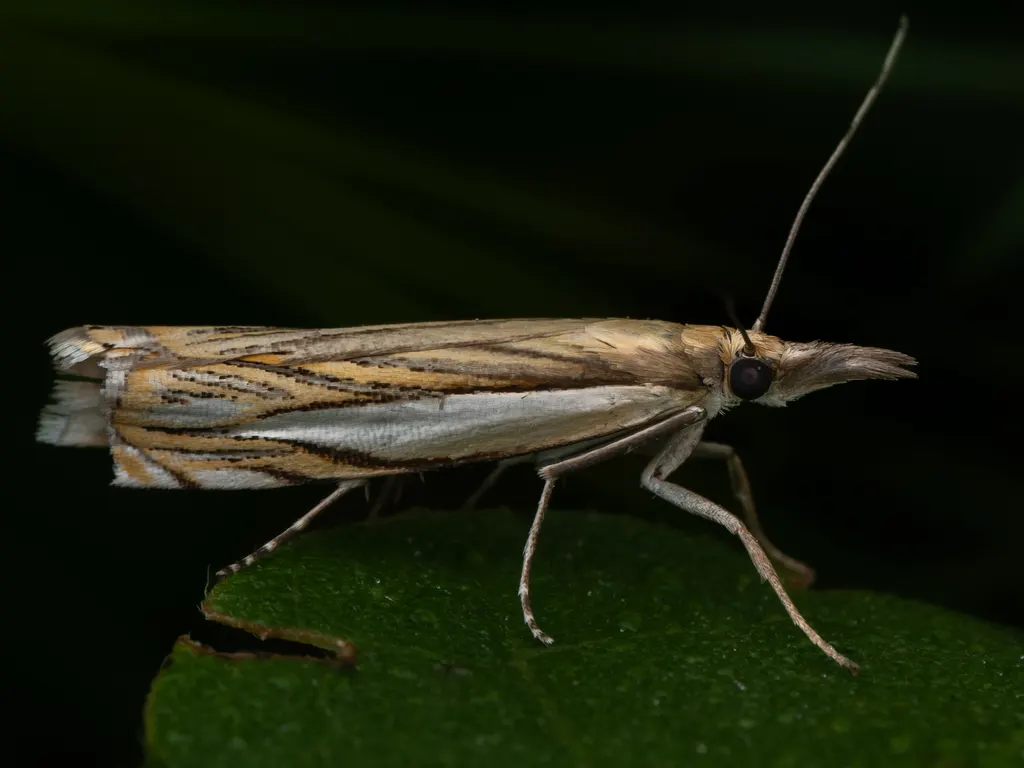 Crambus humidellus Zeller, 1877 photograph