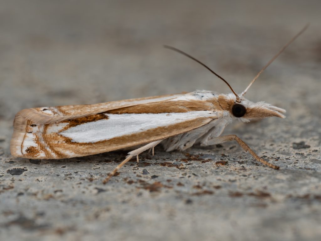 ニセシロスジツトガ（Crambus pseudargyrophorus Okano, 1960）の写真