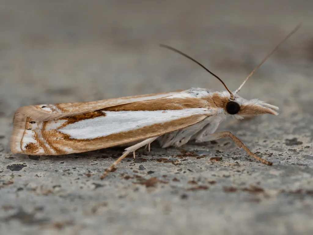 Crambus pseudargyrophorus Okano, 1960 photograph