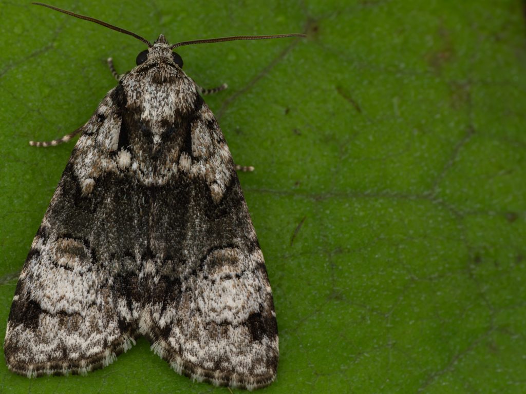 クロフケンモン（Cranionycta jankowskii (Oberthür, 1880)）の写真