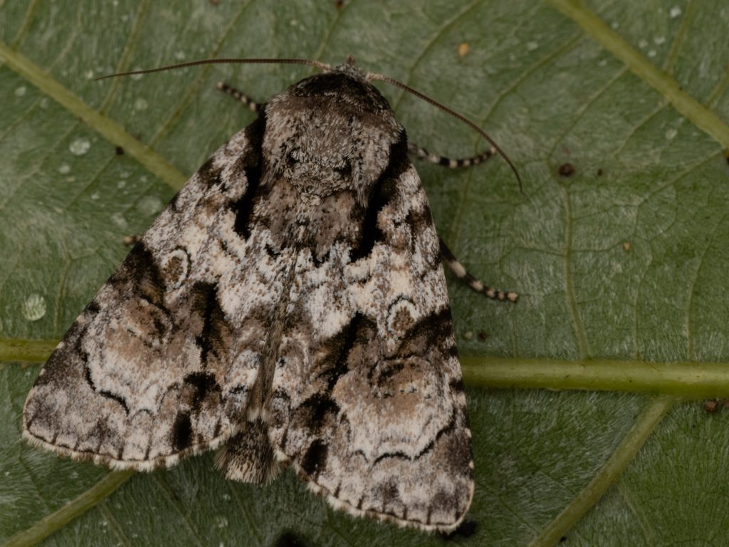 シマケンモン（Craniophora fasciata (Moore, 1884)）の写真