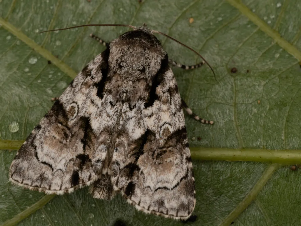 Craniophora fasciata (Moore, 1884) photograph