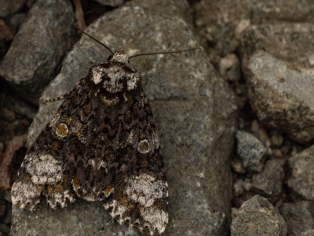 イボタケンモン（Craniophora ligustri (Denis & Schiffermüller, 1775)）の写真