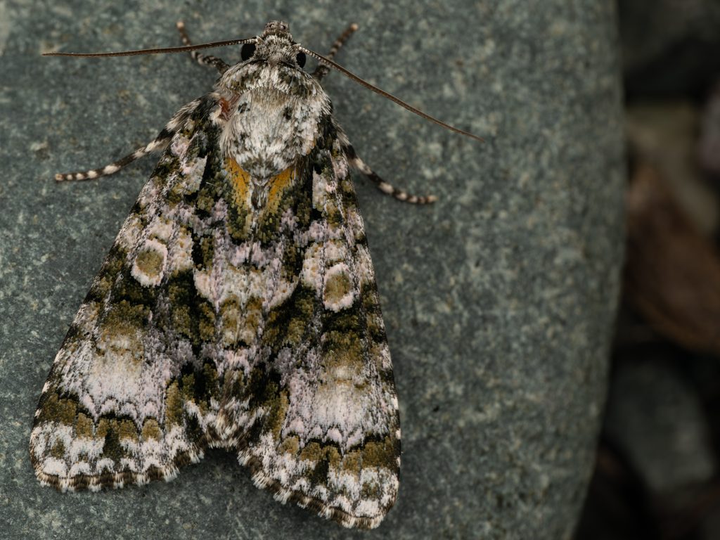 ニッコウケンモン（Craniophora praeclara (Graeser, 1890)）の写真