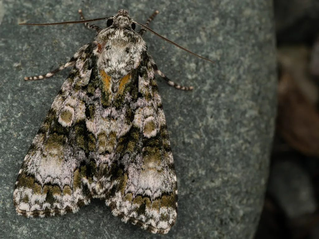 Craniophora praeclara (Graeser, 1890) photograph