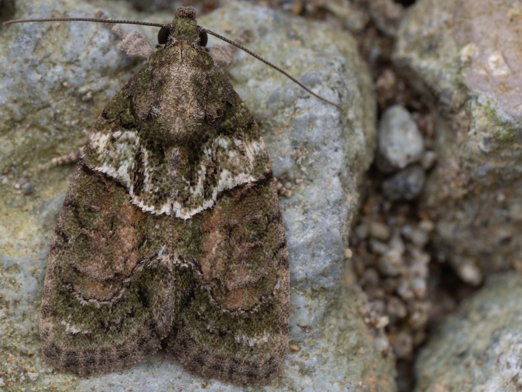 キノコヨトウ（Cryphia mitsuhashi (Marumo, 1917)）の写真