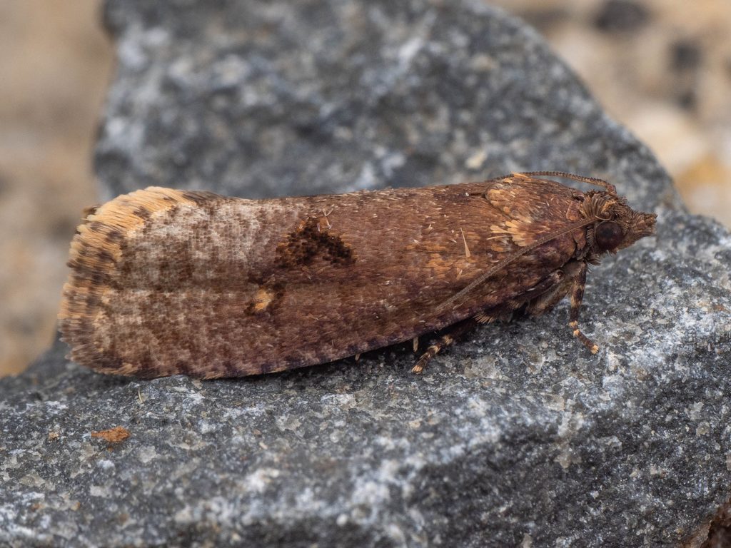 Cryptaspasma marginifasciata (Walsingham, 1900) photograph