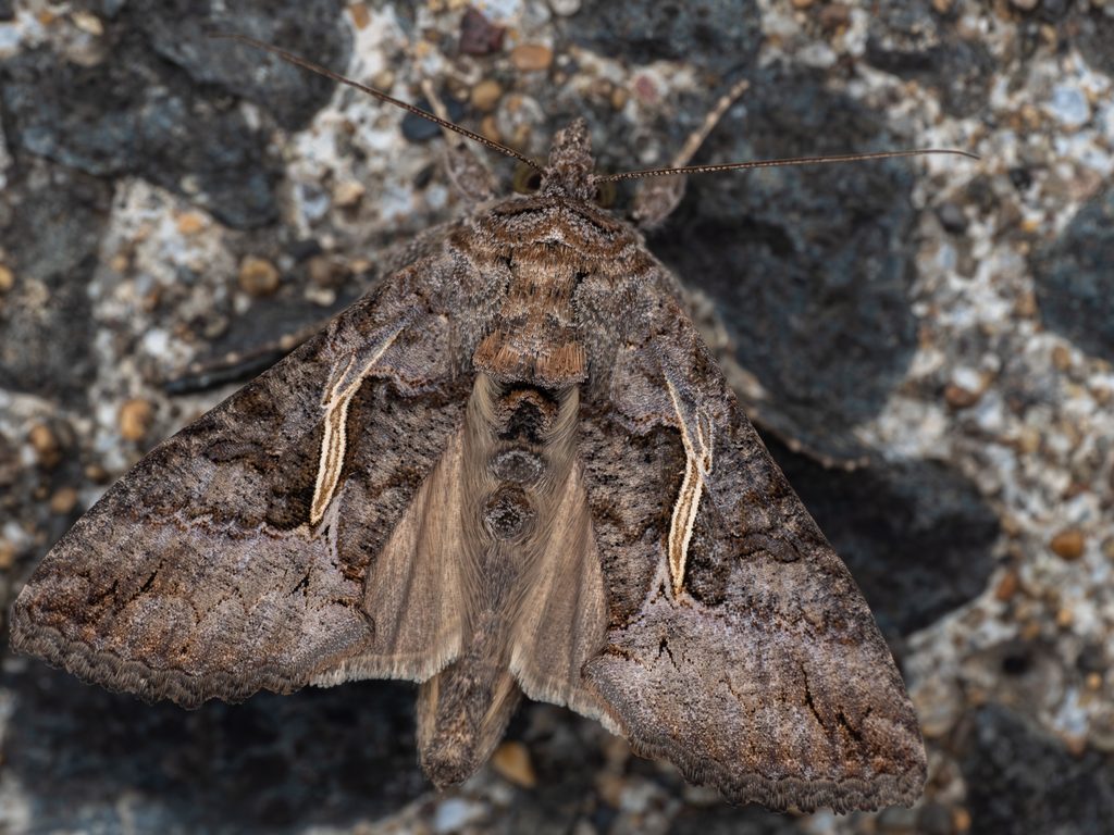 エゾギクキンウワバ（Ctenoplusia albostriata (Bremer & Grey, 1853)）の写真