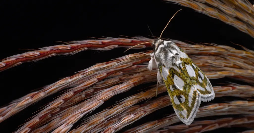 Cucullia argentea (Hufnagel, 1766) photograph