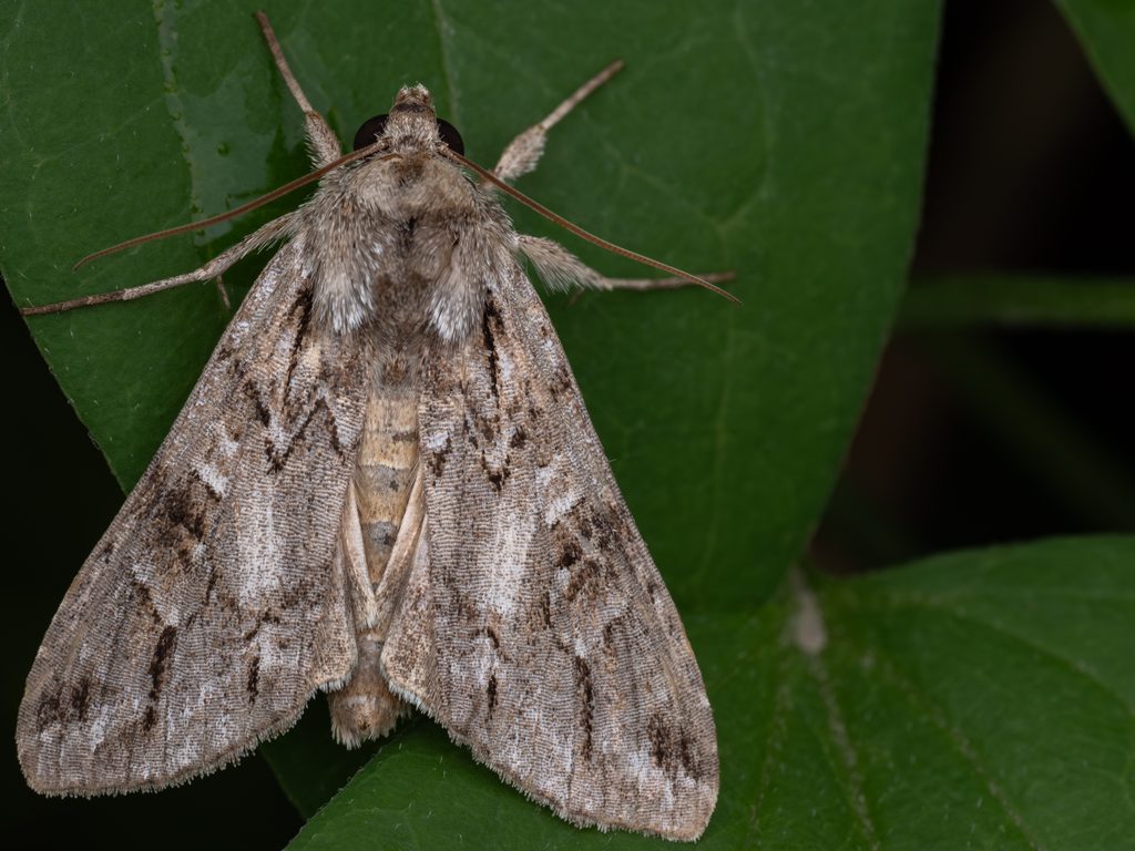Cucullia fraudatrix Eversmann, 1837 photograph