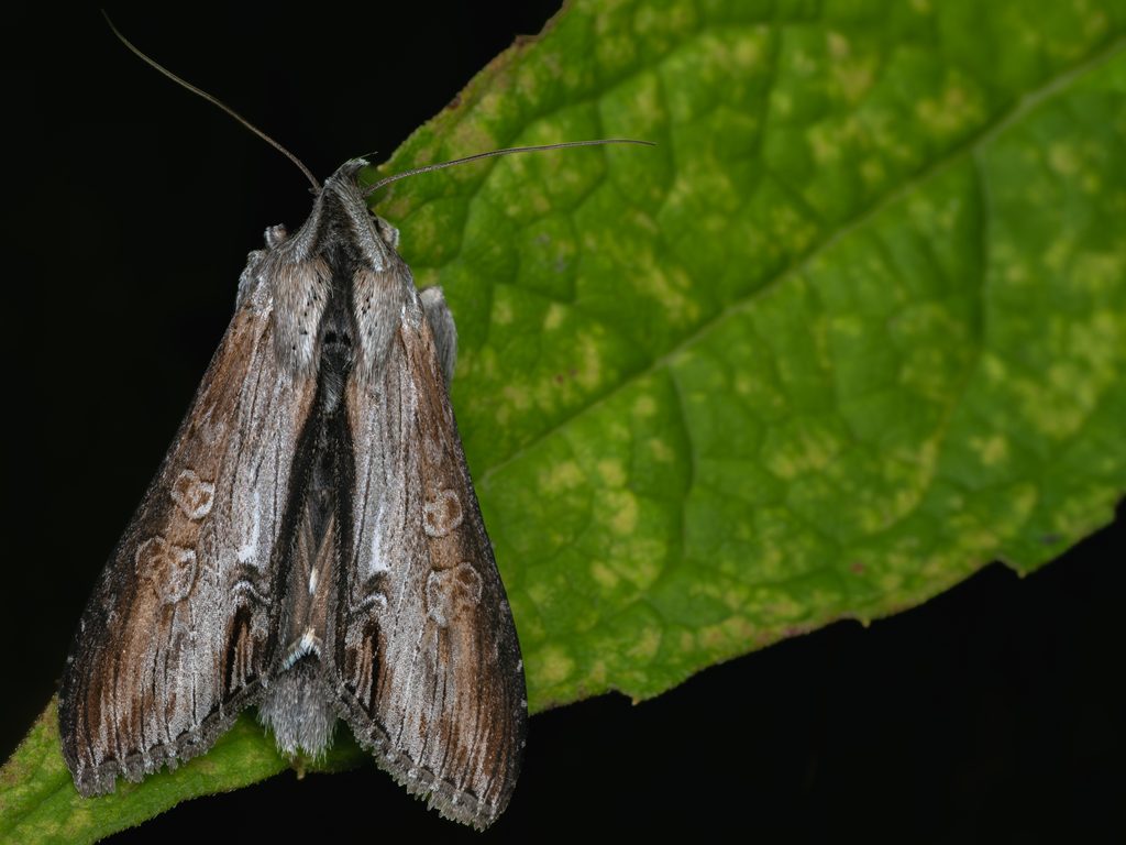 Cucullia kurilullia Bryk, 1942 photograph