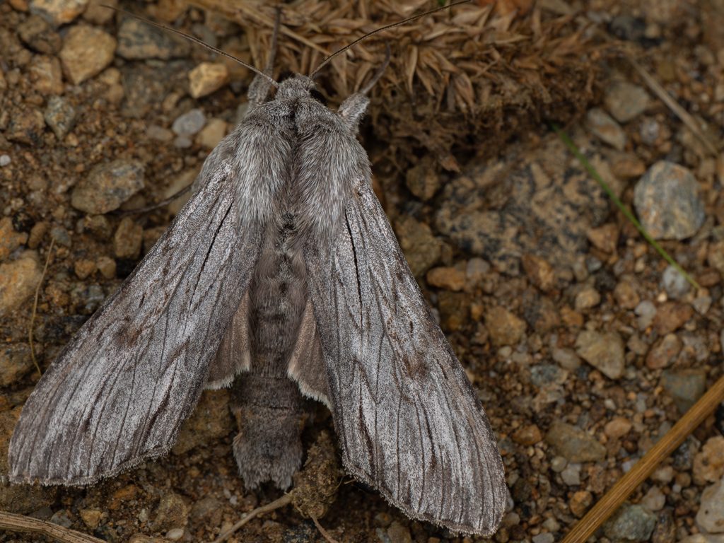 ミヤマセダカモクメ（Cucullia lucifuga (Denis & Schiffermüller, 1775)）の写真