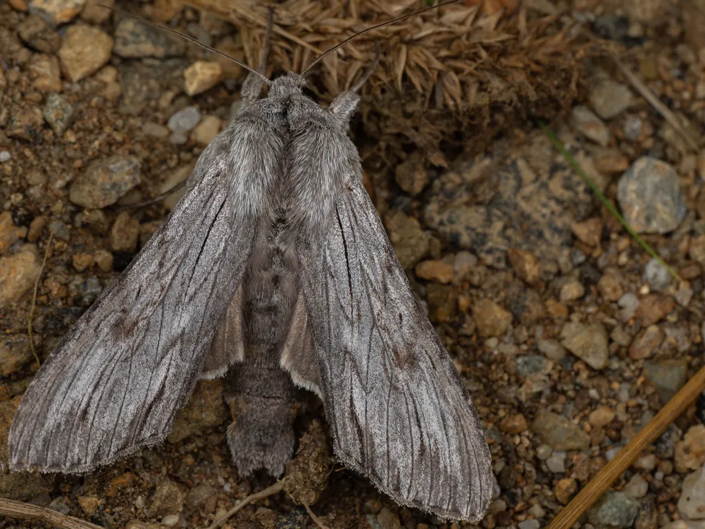 Cucullia lucifuga (Denis & Schiffermüller, 1775) photograph
