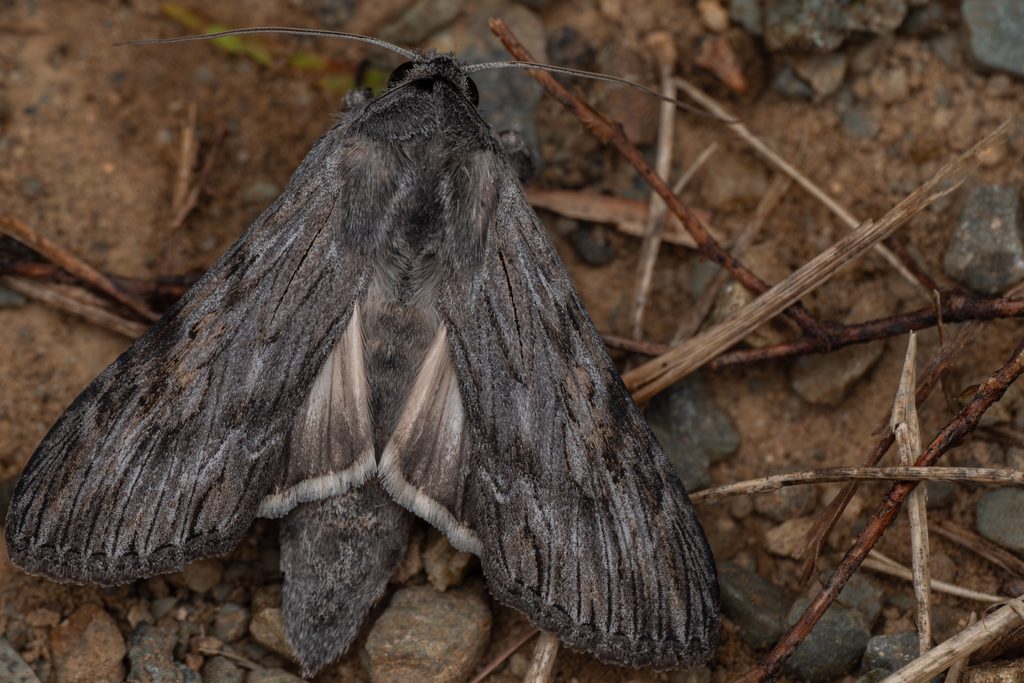 ホソバセダカモクメ（Cucullia pustulata Eversmann, 1842）の写真