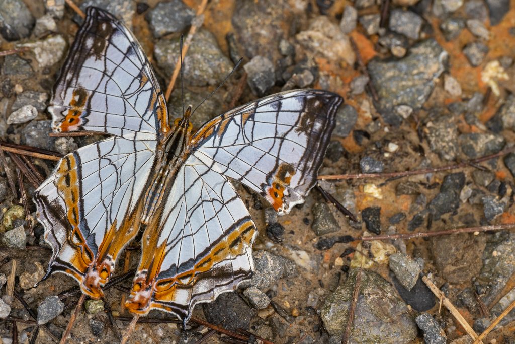イシガケチョウ（Cyrestis thyodamas Doyère, 1840）の写真