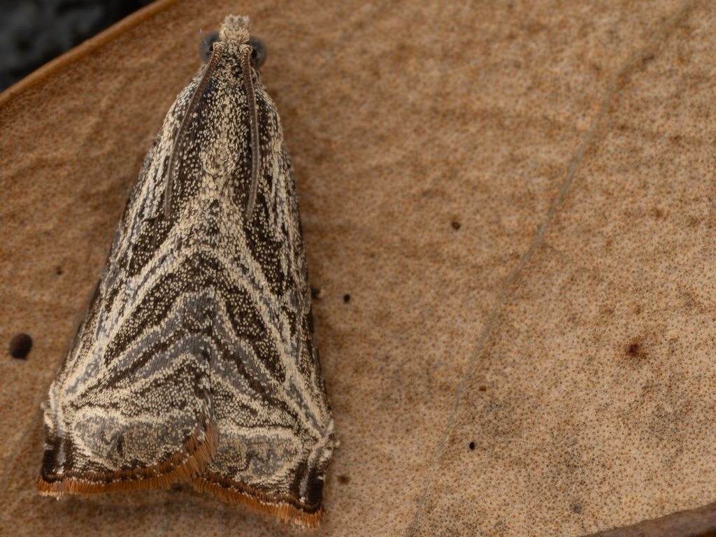 スジオビヒメハマキ（Dactylioglypha tonica (Meyrick, 1909)）の写真