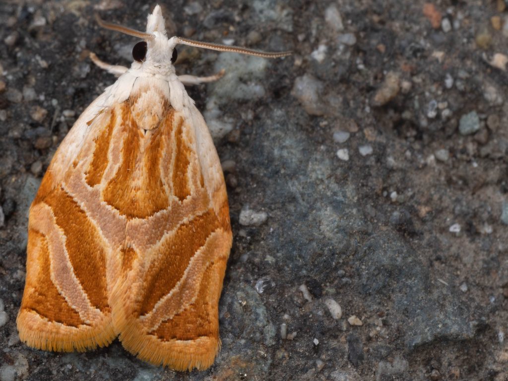 アセビコハマキ（Daemilus fulvus (Filipjev, 1962)）の写真