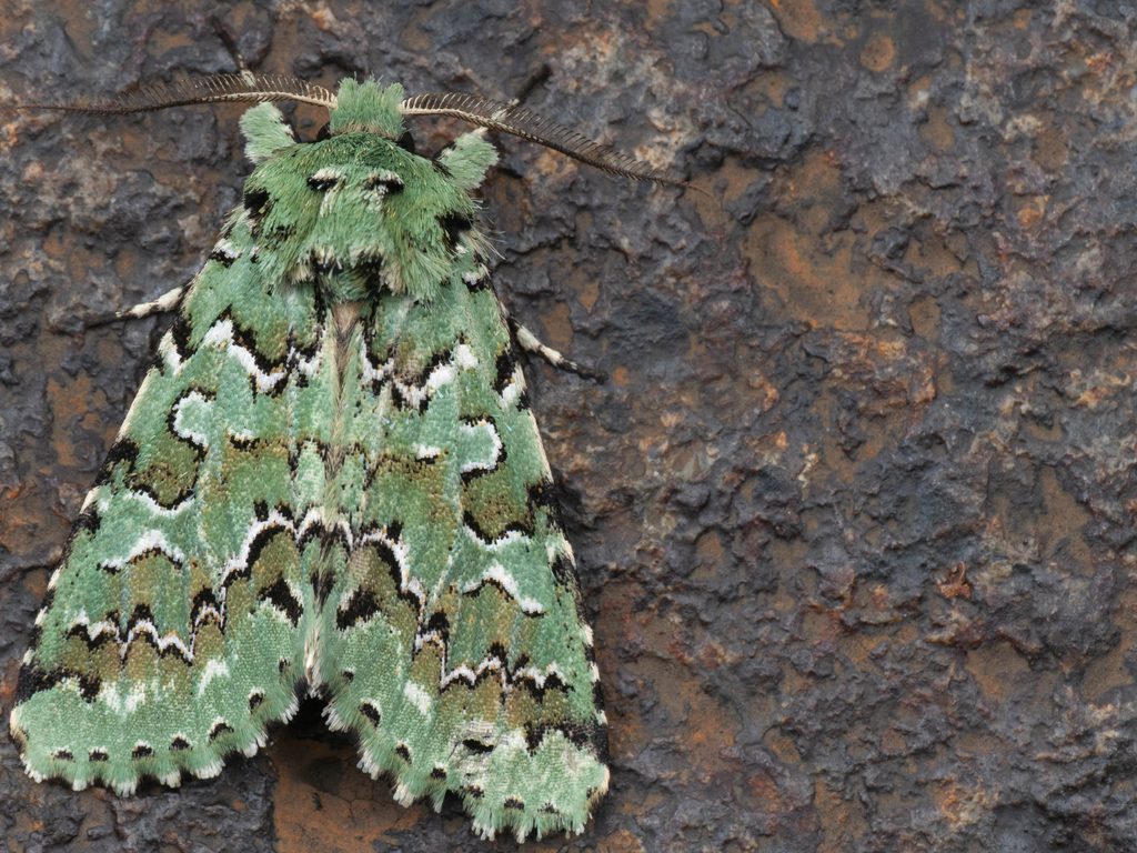 ケンモンミドリキリガ（Daseochaeta viridis (Leech, 1889)）の写真