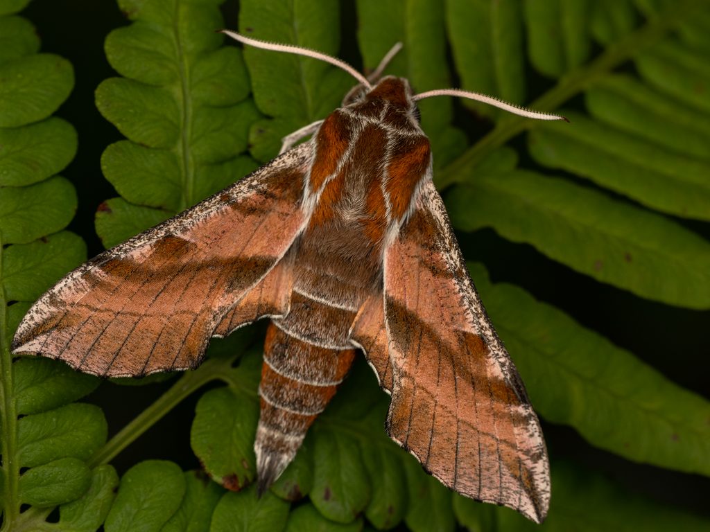 Deilephila askoldensis (Oberthür, 1879) photograph