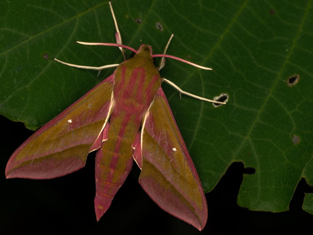 ベニスズメ（Deilephila elpenor (Linnaeus, 1758)）の写真