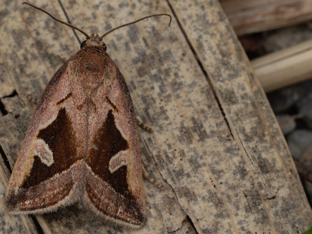 Deltote uncula (Clerck, 1759) photograph