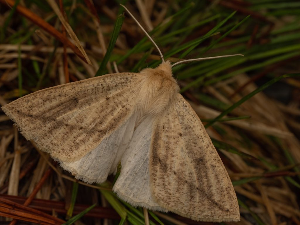 Descoreba simplex Butler, 1878 photograph