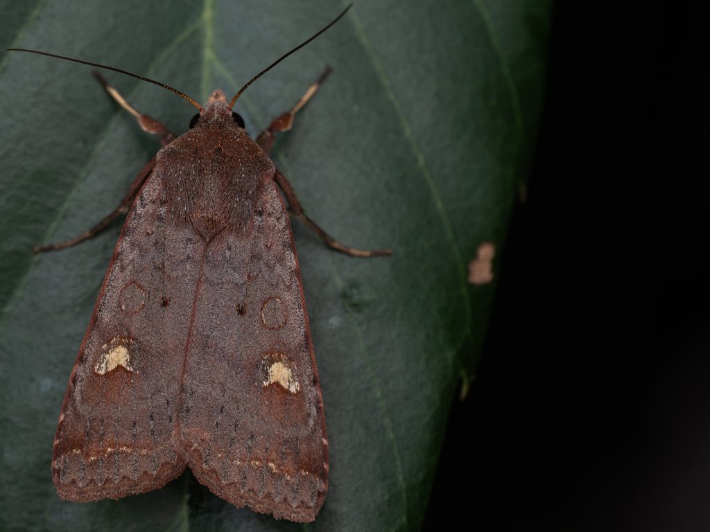Diarsia deparca (Butler, 1879) photograph