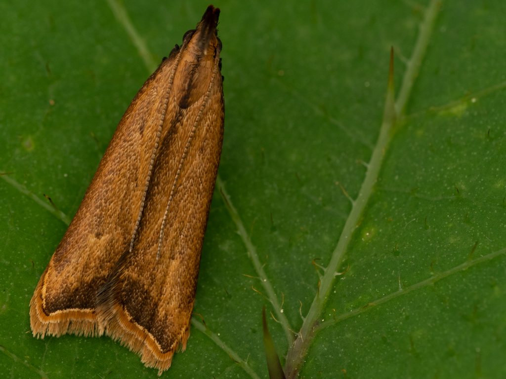 Dichomeris heriguronis (Matsumura, 1931) photograph