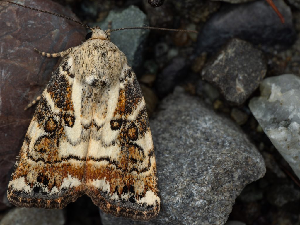 マダラキボシキリガ（Dimorphicosmia variegata (Oberthür, 1879)）の写真