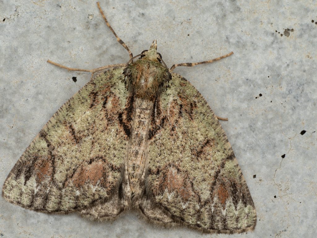 ウスアオシャク（Dindica virescens (Butler, 1878)）の写真